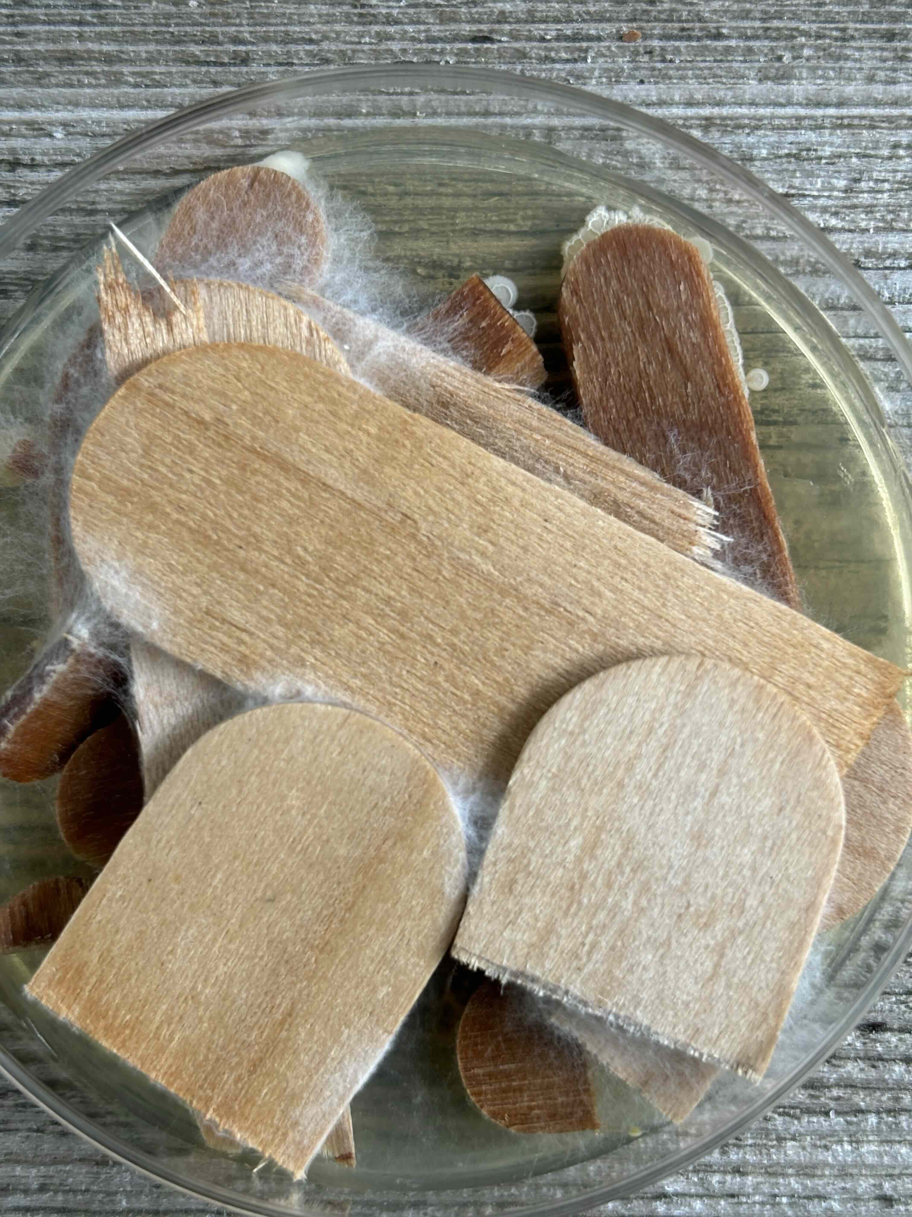 mycelium